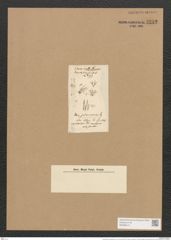 Schizonema ramosissimum var. div. Ag. (de-Toni-Nr.: Genus 20, Species 1187) Zeichnungen Sammlung Grunow Nr. 2292 (NHMW-BOT-W0369413)